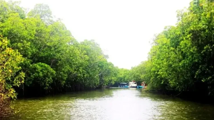 BRIN Kaji Model Budidaya Ikan Berkelanjutan di Kawasan Mangrove Brebes