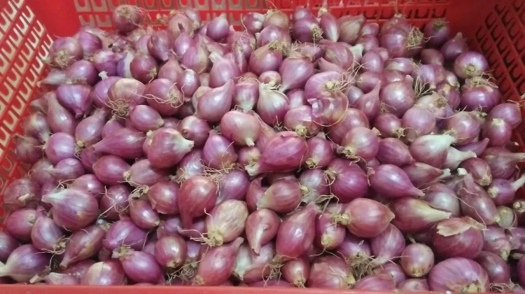 Teknologi MAS Jaga Kualitas Benih Bawang Merah Selama Penyimpanan