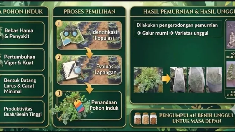Inovasi Pemuliaan Purwoceng, Tanaman Obat 'Ginseng Jawa' yang Terancam Punah