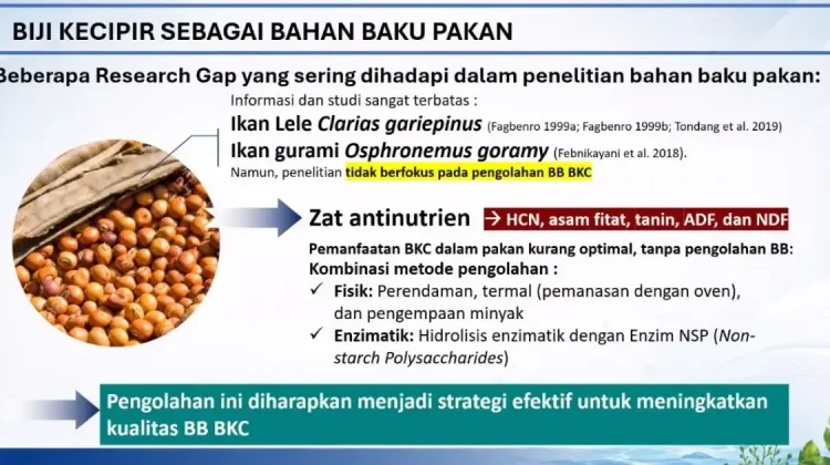 BRIN Kembangkan Pakan Ikan Berbasis Kecipir, Pertumbuhan Gurami Dua Kali Lipat