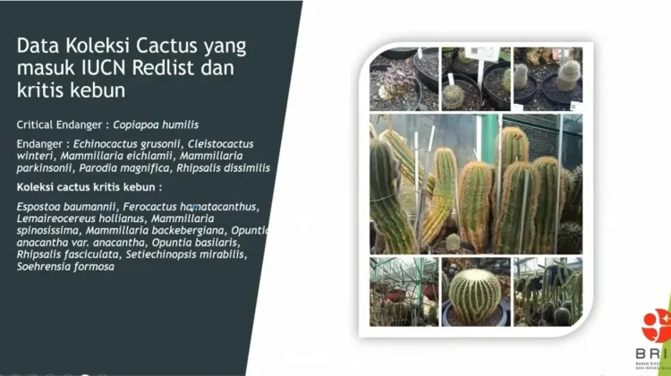 Sejumlah Kaktus di KR Cibodas Tersisa 1 Spesimen, Begini Upaya Pelestariannya