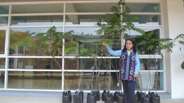 Peneliti BRIN Kembangkan Sengon Unggul Tahan Kekeringan dan Genangan