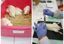 BRIN Teliti Kayu Raru, Kandidat Herbal Antidiabetes Berbasis Kearifan Lokal