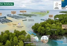 Riset BRIN Ungkap Mangrove Jadi Biofilter Alami, Solusi Tekan Limbah Budidaya Laut