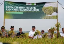 Teknologi Nuklir Dorong Swasembada, BRIN Panen Perdana Padi Varietas Unggul