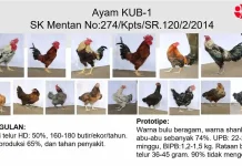 Dukung Kemandirian Pangan, BRIN Dorong Pengembangan GPS Ayam Lokal