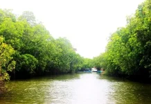 BRIN Kaji Model Budidaya Ikan Berkelanjutan di Kawasan Mangrove Brebes