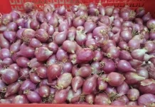 Teknologi MAS Jaga Kualitas Benih Bawang Merah Selama Penyimpanan