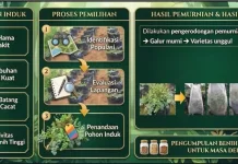 Inovasi Pemuliaan Purwoceng, Tanaman Obat 'Ginseng Jawa' yang Terancam Punah