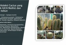 Sejumlah Kaktus di KR Cibodas Tersisa 1 Spesimen, Begini Upaya Pelestariannya