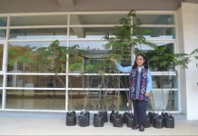 Peneliti BRIN Kembangkan Sengon Unggul Tahan Kekeringan dan Genangan