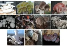 Kurang dari 10 Persen Jamur Dunia Bisa Dikonsumsi, BRIN Ungkap Potensi Tersembunyi