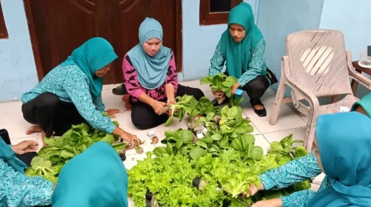 KWT Hijau Lestari Panen Sayuran di Pulau Pramuka