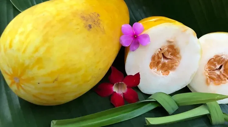 Manfaat Timun Suri untuk Berbuka Puasa