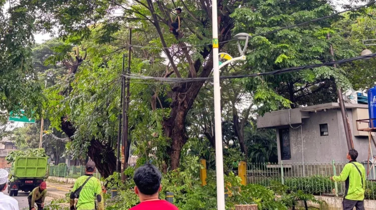 Sudin Tamhut Jakut, Tangani 1.150 Pohon Rawan Tumbang