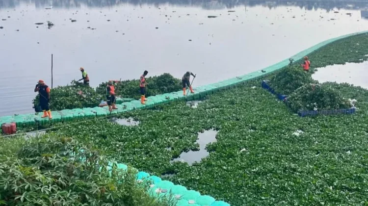 Tim UPS Badan Air Bersihkan Eceng Gondok di Waduk Pluit