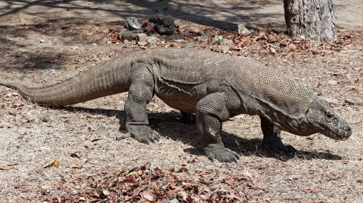 Komodo 'Go International' ke Jepang lewat Diplomasi Hijau
