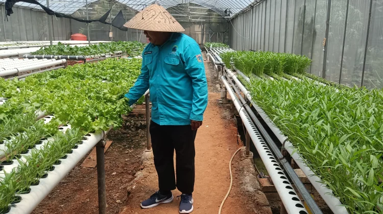 Green House Warisan Era Joko Widodo Jadi Tumpuan Ekonomi Warga Marunda