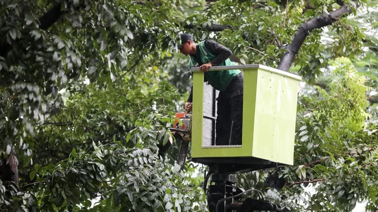 Ribuan Pohon Rawan Tumbang di Jakpus Telah Dipangkas