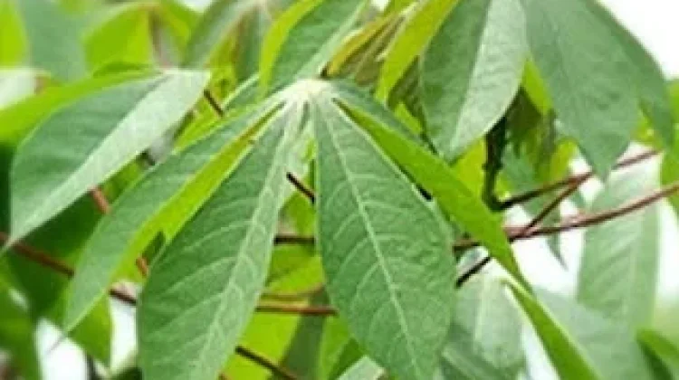 Ini Kandungan dan Manfaat, Daun Ketela Pohon Untuk Kesehatan