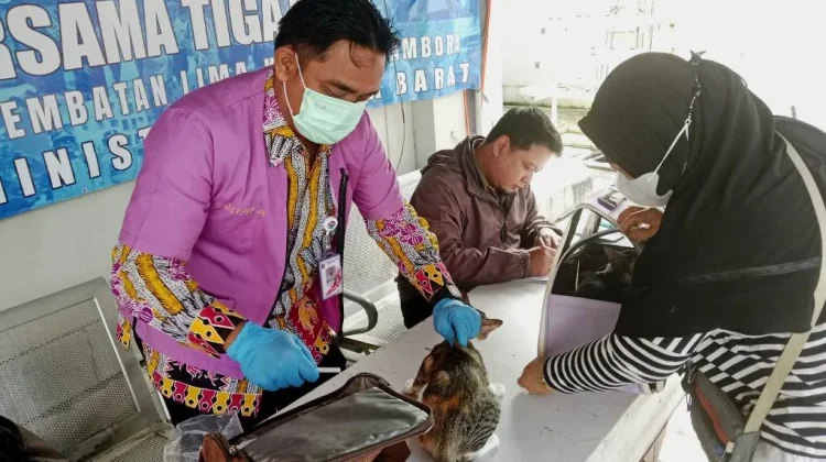KPKP Jakbar Gelar Sterilisasi Kucing Jantan Gratis, Targetkan 112 Ekornya