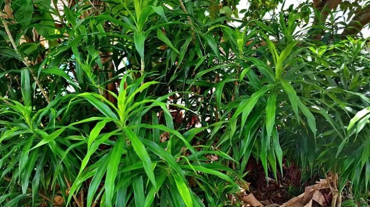 Selain Pewarna Alami, Daun Suji Punya Khasiat Lain