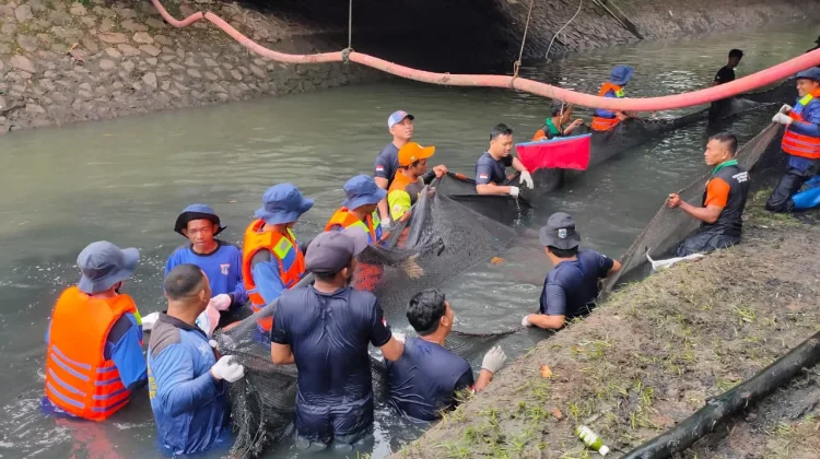Pemkot Jakbar Beri Insentif Perburuan Ikan Sapu-Sapu: Diajak Rekreasi ke Ancol