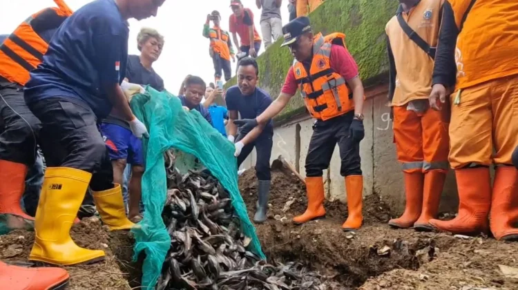 Ketahui Alasan Ikan Sapu-Sapu Perlu Dimusnahkan Menurut Pakar