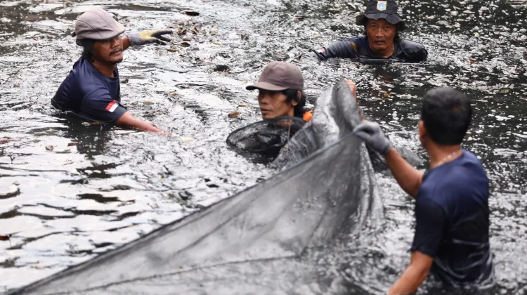 Pemprov DKI Jakarta Tangkap 6,98 Ton Ikan Sapu-Sapu