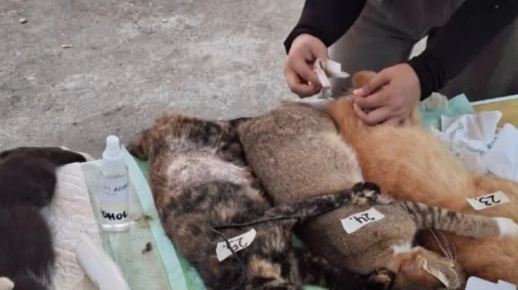 Sudin KPKP Kepulauan Seribu Gelar Vaksinasi Rabies