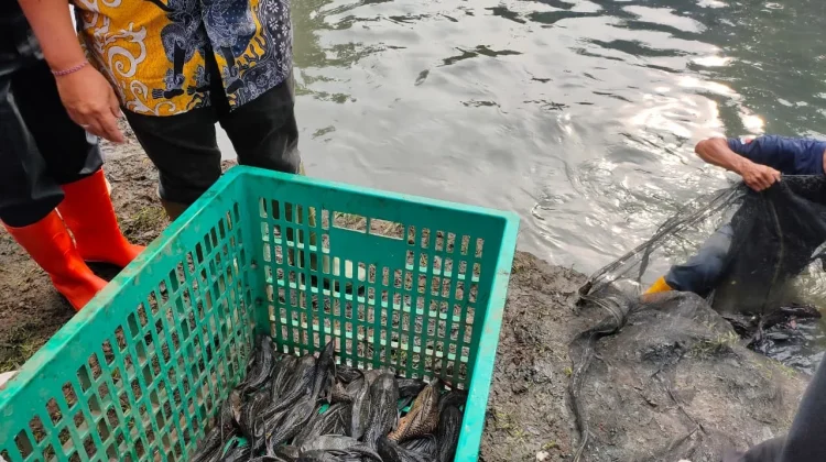 Sudin KPKP Jakbar Siapkan Langkah Pembasmian Ikan Sapu-Sapu