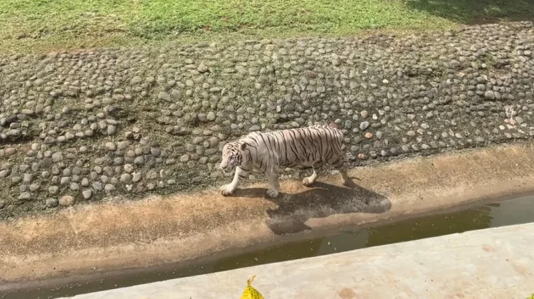 Taman Margasatwa Ragunan Terapkan Prinsip Kebebasan dalam Merawat Satwa