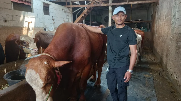Peternak Sapi di Jakarta, Berdayakan Limbah Tempe dan Tahu