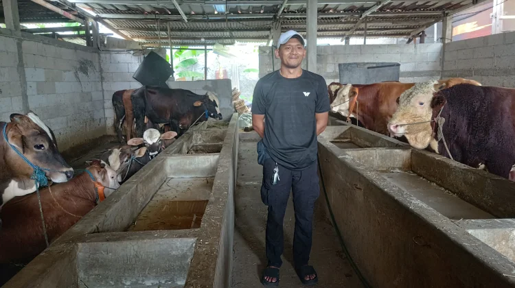 Strategi Rumah Sapi: Live TikTok untuk Pemasaran