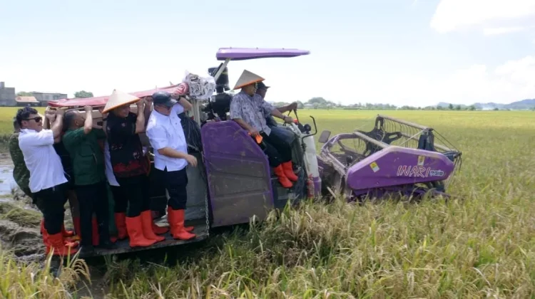 BRIN: Produksi Padi Biosalin di Pesisir Jepara Tembus 176 Ton