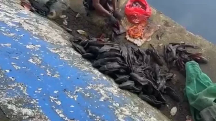 Satpol PP Amankan Penjual Daging Ikan Sapu-sapu di Sawah Besar