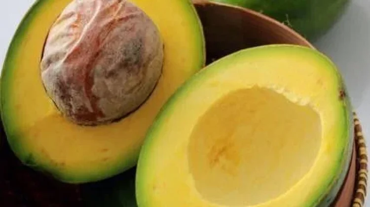 Manfaat Alpukat bagi Tubuh