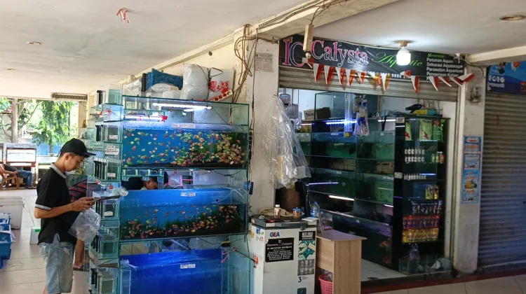 Pernah Tembus Rp300 Ribu, Kini Ikan Cupang di Cengkareng Dijual Rp20 Ribu