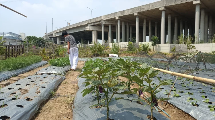 Kisah Inspiratif: Pelajar SMP Pilih Berkebun Ketimbang Tawuran