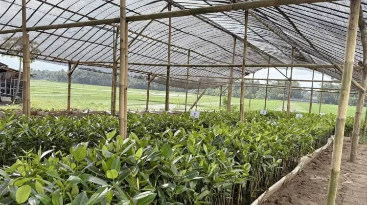 PLN EPI Dorong Digitalisasi Pembibitan Mangrove di Cilacap