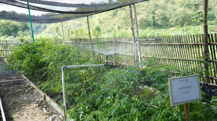 Digitalisasi Rumah Bibit Biomassa Perkuat Cofiring dan Ekonomi Desa