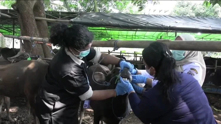 Jelang Idul Adha, Hewan Kurban di Jakbar Diberi Elektrolit Anti-Stres