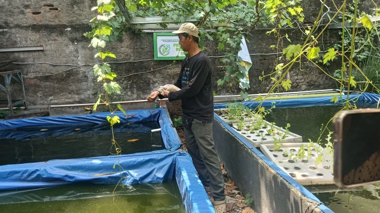 Kisah Pak Dani Sulap Gang di Koja Menjadi Kawasan Urban Farming Produktif