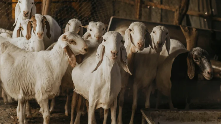 Hikmah Qurban Menyembelih Ego Menumbuhkan Taqwa