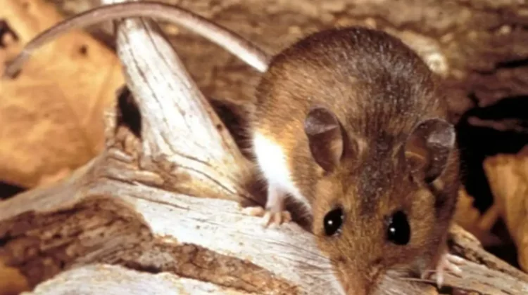 Hantavirus Bukan Covid Baru, tapi Ancamannya Tetap Mematikan