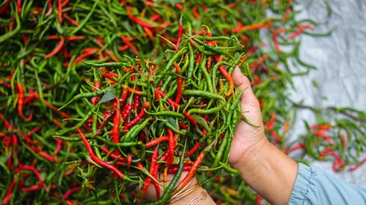 Kaya Nutrisi, Ini Manfaat Cabai Untuk Kesehatan