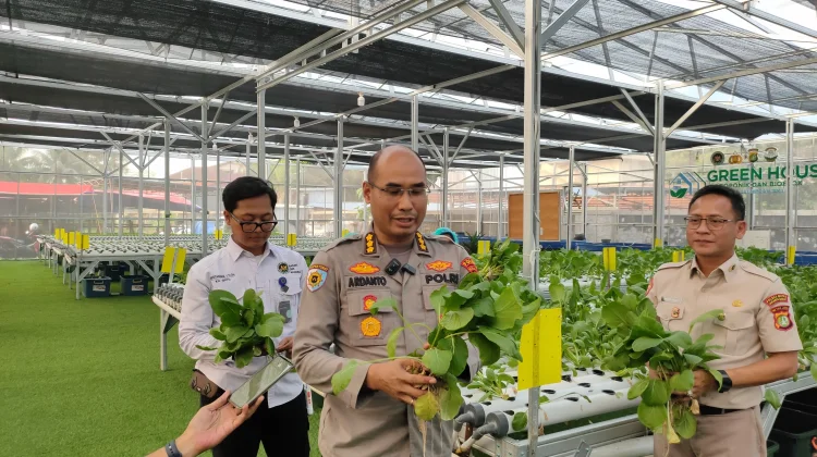 Dukung Program MBG, Polda Metro Jaya Panen Ikan dan Sayuran