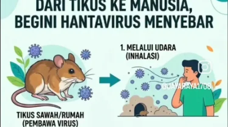 Mengenal Hantavirus dan Cara Mencegah Penularannya Dari Tikus ke Manusia
