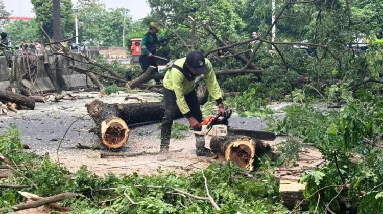 Sudin Tamhut Jakbar Tangani 703 Pohon Selama April 2026