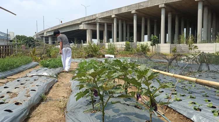 Melawan Tawuran dengan Urban Farming: Pemuda Rawa Malang Bangun Ketahanan Pangan